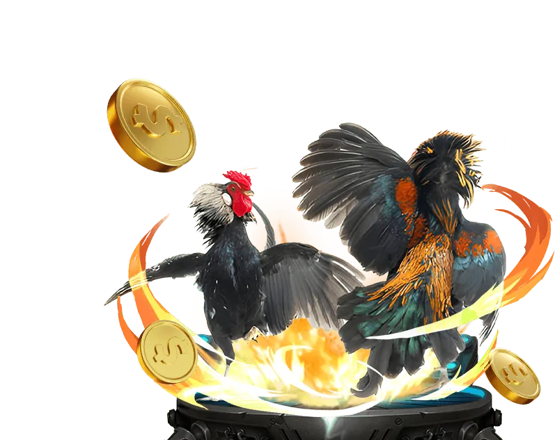 Hình ảnh một trận đá gà truyền thống tại BCX88